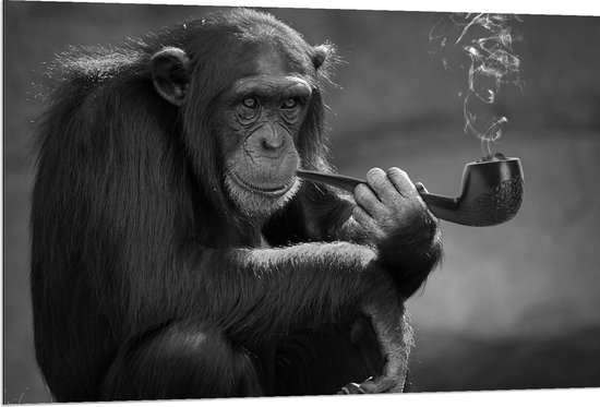 Dibond - Chimpansee Aap Rokend aan Pijp (Zwart- wit) - 120x80 cm Foto op Aluminium (Wanddecoratie van metaal)