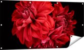 Gards Tuinposter Rode Dahlia Bloemen - 120x60 cm - Tuindoek - Tuindecoratie - Wanddecoratie buiten - Tuinschilderij