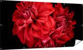 Gards Tuinposter Rode Dahlia Bloemen - 200x100 cm - Tuindoek - Tuindecoratie - Wanddecoratie buiten - Tuinschilderij