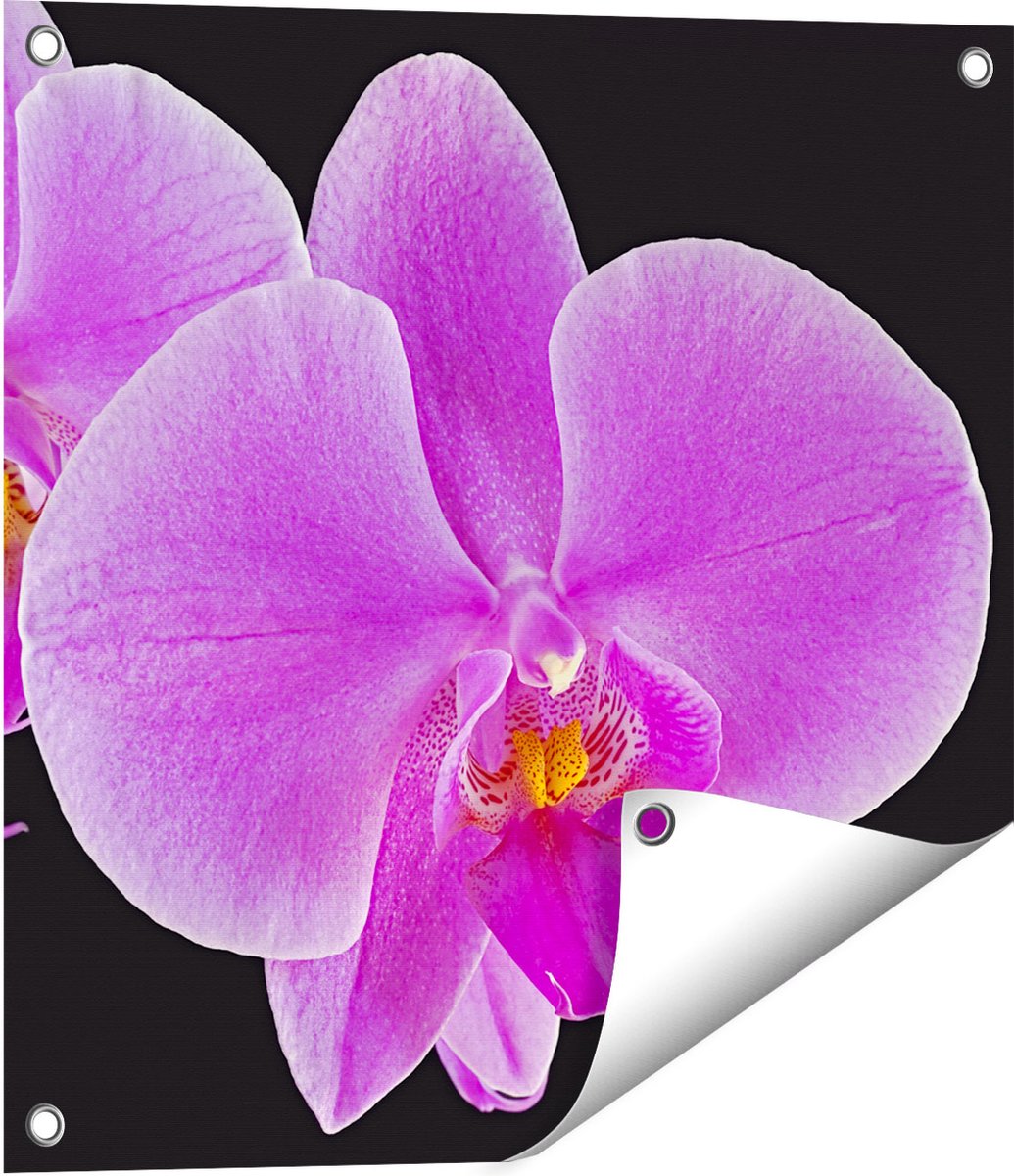 Gards Tuinposter Licht Paarse Orchidee - Bloem - 50x50 cm - Tuindoek - Tuindecoratie - Wanddecoratie buiten - Tuinschilderij Multikleur