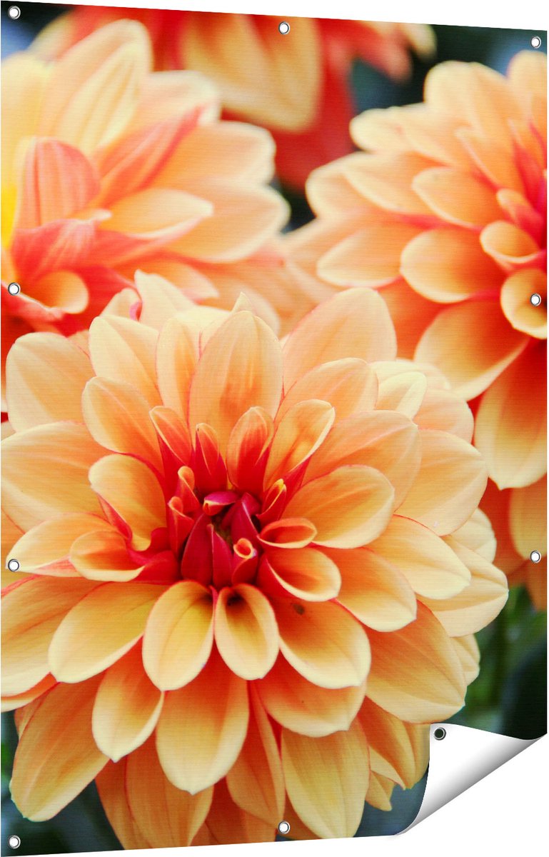 Gards Tuinposter Oranje Dahlia Bloemen - 90x120 cm - Tuindoek - Tuindecoratie - Wanddecoratie buiten - Tuinschilderij Multikleur