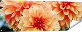 Gards Tuinposter Oranje Dahlia Bloemen - 150x50 cm - Tuindoek - Tuindecoratie - Wanddecoratie buiten - Tuinschilderij