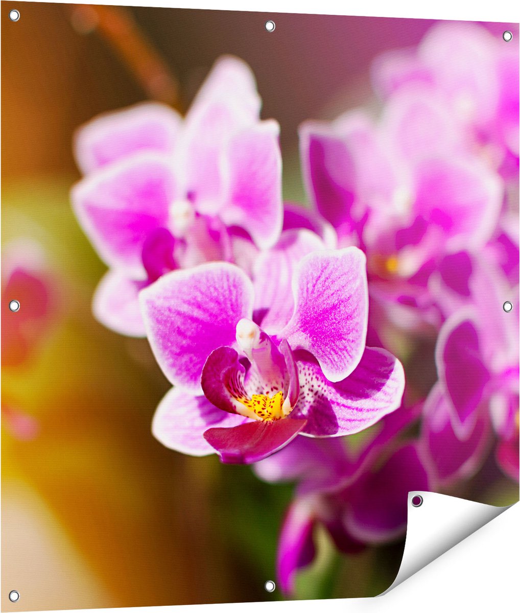 Gards Tuinposter Paarse Orchidee Bloemen - 90x90 cm - Tuindoek - Tuindecoratie - Wanddecoratie buiten - Tuinschilderij Multikleur