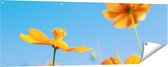 Gards Tuinposter Oranje Cosmea Bloemen - 150x50 cm - Tuindoek - Tuindecoratie - Wanddecoratie buiten - Tuinschilderij
