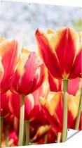 Gards Tuinposter Oranje Rode Tulpen - 120x180 cm - Tuindoek - Tuindecoratie - Wanddecoratie buiten - Tuinschilderij
