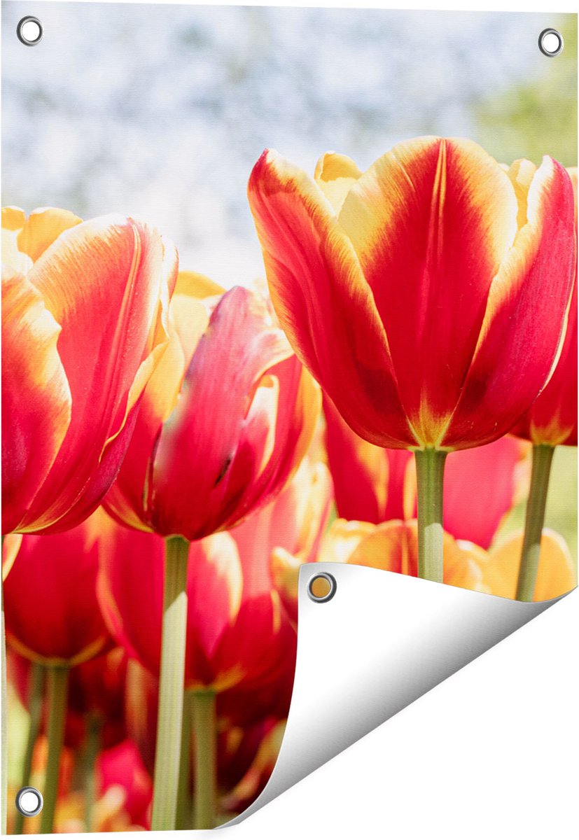 Gards Tuinposter Oranje Rode Tulpen - 40x50 cm - Tuindoek - Tuindecoratie - Wanddecoratie buiten - Tuinschilderij Multikleur