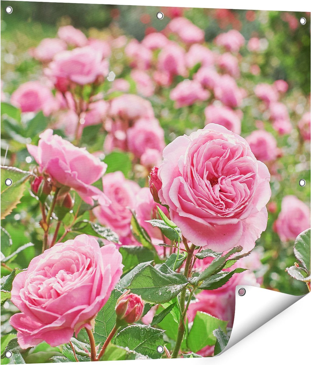 Gards Tuinposter Roze Rozen Bloemenveld - 80x80 cm - Tuindoek - Tuindecoratie - Wanddecoratie buiten - Tuinschilderij Multikleur