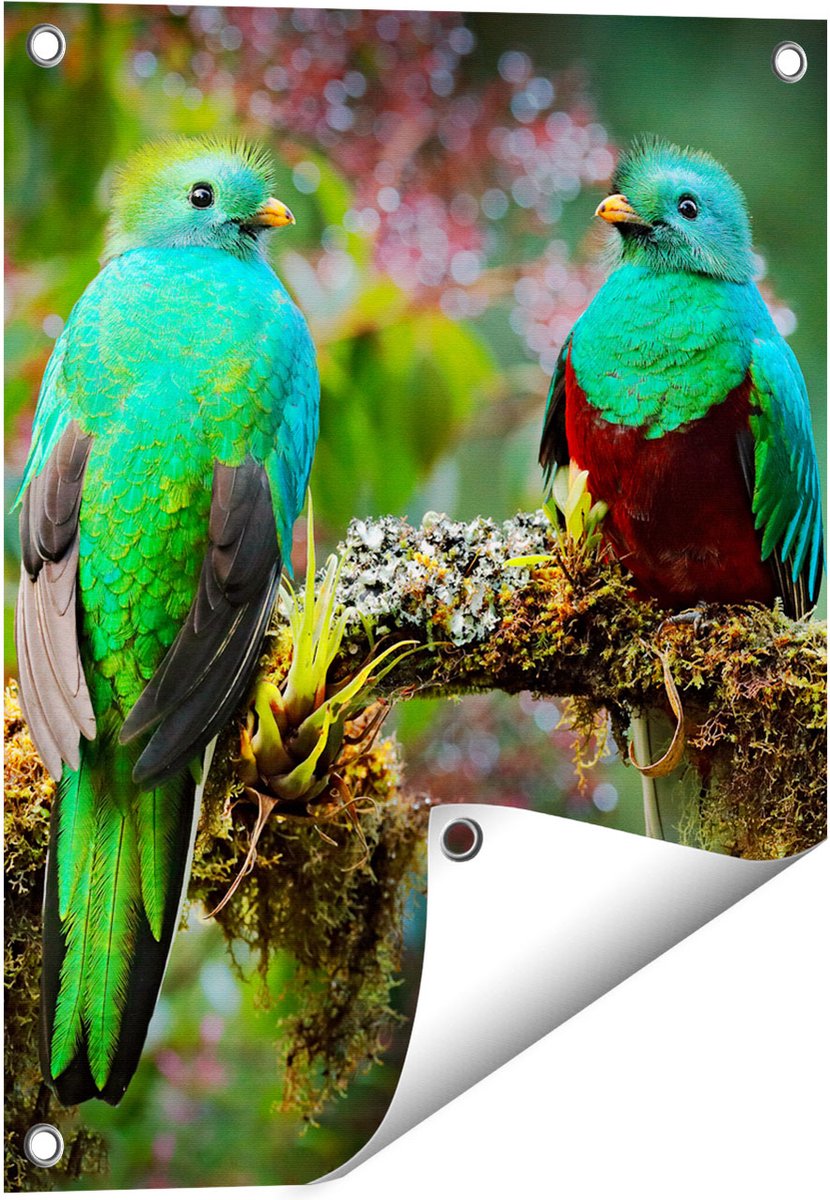 Gards Tuinposter Twee Groene Quetzal Vogels op een Tak - 40x50 cm - Tuindoek - Tuindecoratie - Wanddecoratie buiten - Tuinschilderij Multikleur