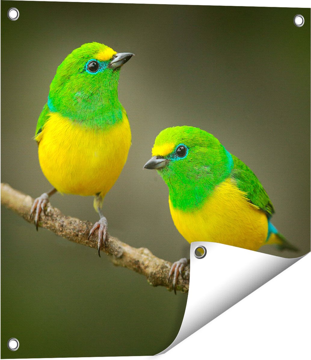 Gards Tuinposter Twee Groen Gele Zangvogels op een Tak - 50x50 cm - Tuindoek - Tuindecoratie - Wanddecoratie buiten - Tuinschilderij Multikleur