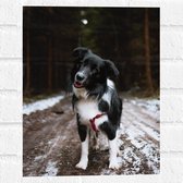 Muursticker - Bordercollie Hond op Bospad tijdens de Sneeuw - 30x40 cm Foto op Muursticker
