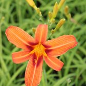 6x Daglelie - Hemerocallis ‘Rajah’ - Pot 9x9cm