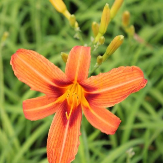 6x Daglelie - Hemerocallis ‘Rajah’ - Pot 9x9cm