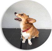 PVC Schuimplaat Muurcirkel - Cogi Puppy met Rode Halsband - 40x40 cm Foto op Muurcirkel (met ophangsysteem)