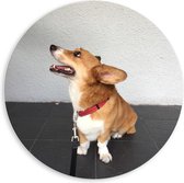 PVC Schuimplaat Muurcirkel - Cogi Puppy met Rode Halsband - 60x60 cm Foto op Muurcirkel (met ophangsysteem)