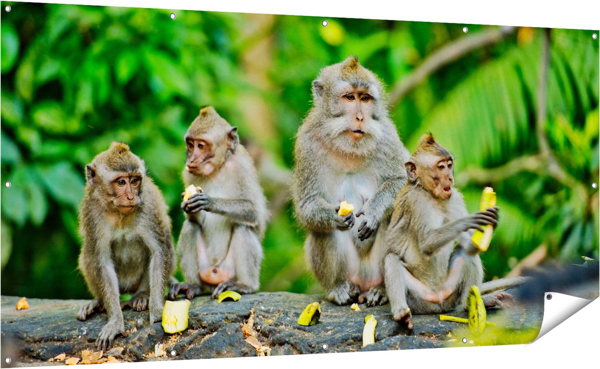 Gards Tuinposter Groep Apen Eten Bananen in het Bos - 200x100 cm - Tuindoek - Tuindecoratie - Wanddecoratie buiten - Tuinschilderij Multikleur