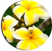 Dibond Muurcirkel - Groep van Drie Wit met Gele Plumeria Bloemen - 20x20 cm Foto op Aluminium Muurcirkel (met ophangsysteem)