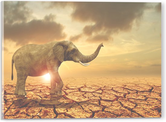 Acrylglas - Grote Olifant lopend over Gescheurde Aarde tijdens Zonsondergang - 40x30 cm Foto op Acrylglas (Wanddecoratie op Acrylaat)