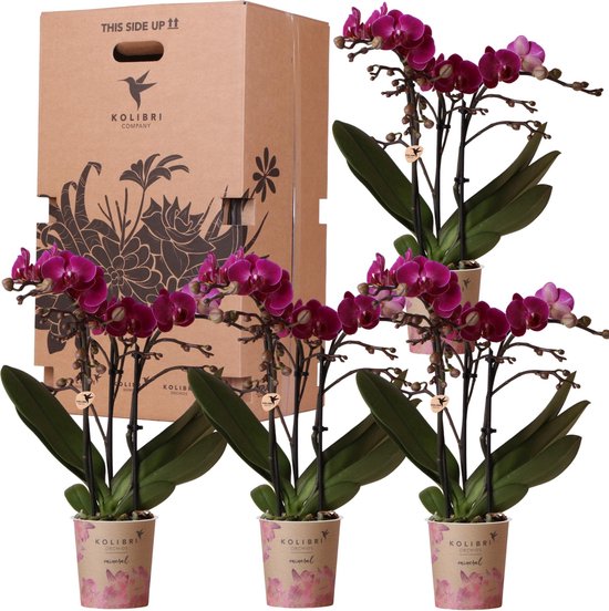 Levering Plante Overraskelseskasse 4 High End Orkideer