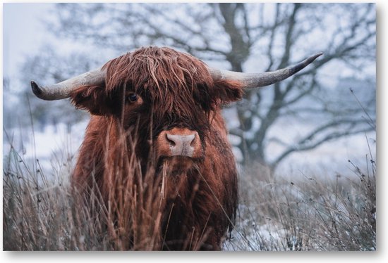 Schotse hooglander sneeuw - Fotoposter 90x60