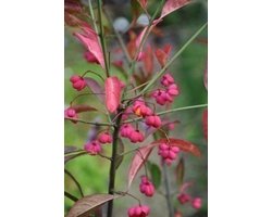 Euonymus europaeus 'Red Cascade' - Kardinaalshoed, Kardinaalsmuts, Wilde Kardinaalsmuts 50 - 60 cm in pot