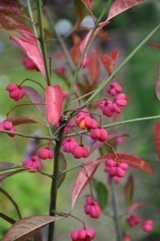 Euonymus europaeus 'Red Cascade' - Kardinaalshoed, Kardinaalsmuts, Wilde Kardinaalsmuts 50 - 60 cm in pot