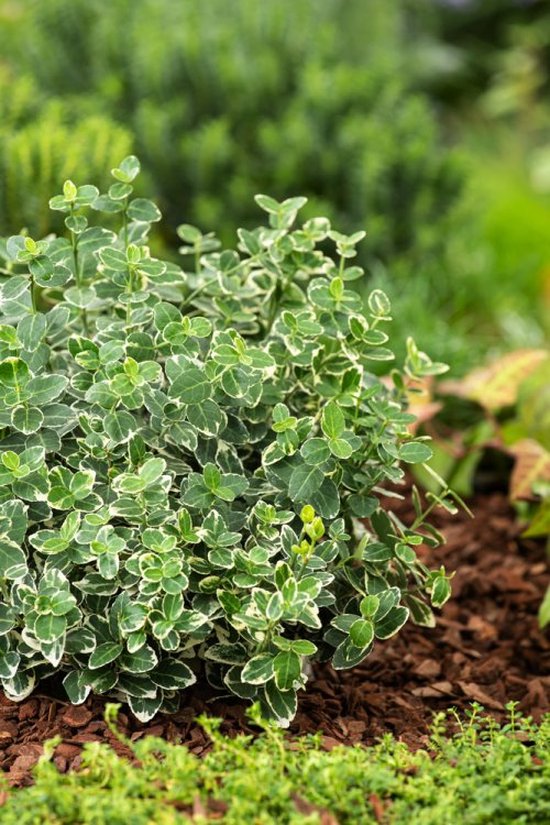euonymus-fortunei-emerald-gaiety-c2-bol