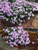 3 stuks | Phlox (D) 'Lilac Cloud' P9 cm