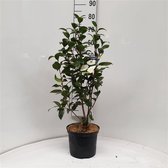 Camellia japonica 'Brushfield's Yellow' C5 60-70 cm
