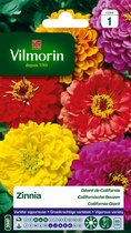 Vilmorin zinnia Californische reuzen gemengd/ mix