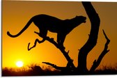 Dibond - Silhouet van Luipaard op Tak tijdens Feloranje Zonsondergang - 75x50 cm Foto op Aluminium (Met Ophangsysteem)