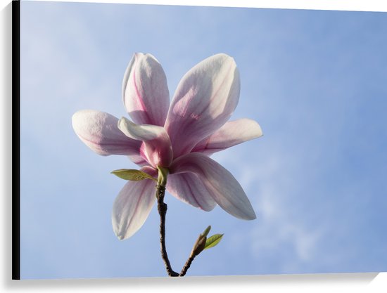 Canvas - Roze met Witte Magnolia Bloem Bloeiend onder Blauwe Lucht - 100x75 cm Foto op Canvas Schilderij (Wanddecoratie op Canvas)