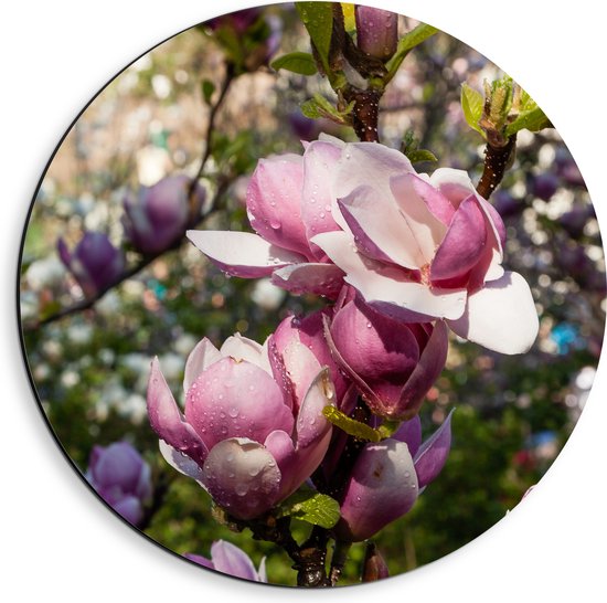 Dibond Muurcirkel - Roze Magnolia Bloemen aan Struik in het Veld - 40x40 cm Foto op Aluminium Muurcirkel (met ophangsysteem)