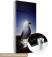 MuchoWow® Glasschilderij 60x120 cm - Schilderij acrylglas - Witkopmeeuw bij zonsondergang - Foto op glas - Schilderijen