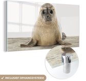 MuchoWow® Peinture sur Verre - Phoque - Animaux - Enfant - Garçons - Filles - Enfants - 120x60 cm - Peintures sur Verre Acrylique - Photo sur Glas