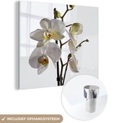 MuchoWow® Glasschilderij 20x20 cm - Schilderij acrylglas - Witte mot orchidee - Foto op glas - Schilderijen