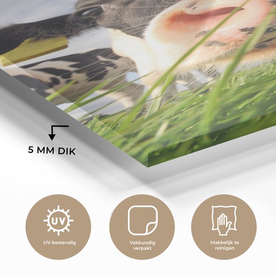 MuchoWow® Peinture sur verre 80x160 cm - Peinture sur verre acrylique - Vache - Ferme - Herbe - Animaux - Photo sur verre - Peintures