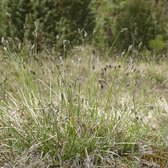 6x Blauwgras - Sesleria albicans - Pot 9x9cm