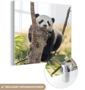 MuchoWow® Glasschilderij 90x90 cm - Schilderij acrylglas - Panda - Boom - Licht - Foto op glas - Schilderijen