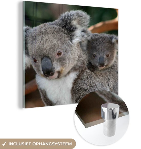 MuchoWow® Peinture sur verre 50x50 cm - Peinture sur verre acrylique - Koalas - Père - Fils - Kids - Garçons - Meiden - Photo sur verre - Peintures