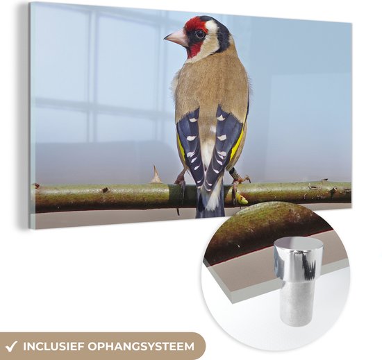 MuchoWow® Peinture sur verre 80x40 cm - Peinture sur verre acrylique - Un chardonneret assis sur une brindille - Photo sur verre - Peintures