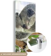 MuchoWow® Glasschilderij 40x80 cm - Schilderij acrylglas - Koala's - Knuffel - Dieren - Kids - Jongens - Meiden - Foto op glas - Schilderijen