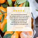 Afbeelding nummer  8