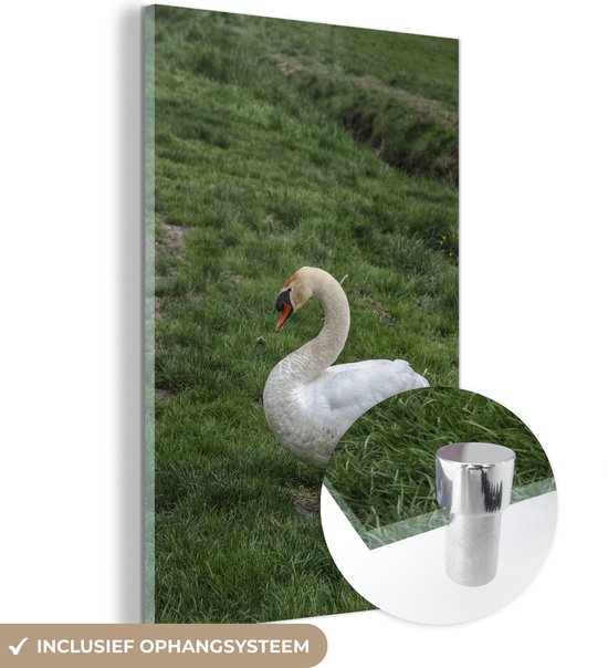 ® Glasschilderij 120x180 cm - Schilderij acrylglas - Zwaan - Gras - Natuur - Foto op glas - Muurdecoratie woonkamer - Wanddecoratie slaapkamer - Schilderijen