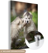 MuchoWow® Glasschilderij 30x40 cm - Schilderij acrylglas - Twee malamute puppy's - Foto op glas - Schilderijen