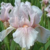 6x Iris Barbu - Iris Germanica ' Pink Horizon' - Pot 9x9cm