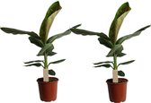 Plant in a Box - Musa Cavendish - Set van 2 kamerplanten - Dwarf Cavendish - Pot 21cm - Hoogte 90-100cm