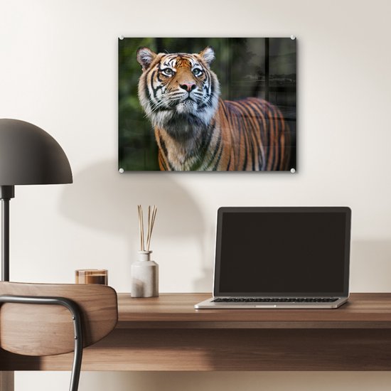 Portrait de tigre de Sumatra sur Glas 60x40 cm - Tirage photo sur Glas (décoration murale en plexiglas)