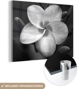 ® Glasschilderij 80x60 cm - Schilderij acrylglas - Close-up van een roze Plumeria bloem - Foto op glas - Muurdecoratie woonkamer - Wanddecoratie slaapkamer - Schilderijen