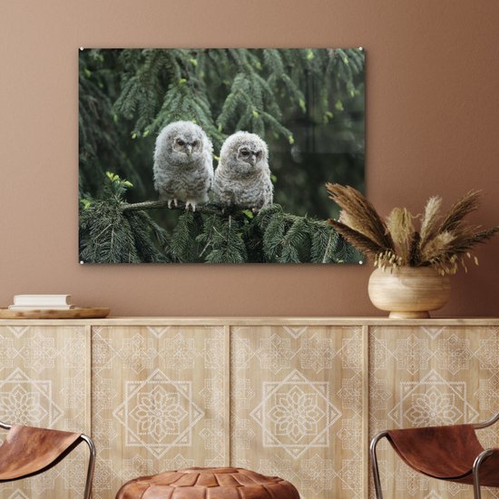 Deux poussins hiboux en Glas 90x60 cm - Tirage photo sur Glas (décoration murale en plexiglas)