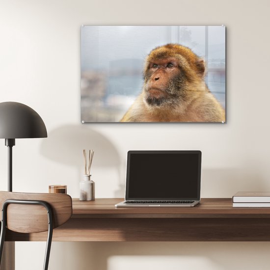 Portrait de macaque de barbarie Glas 60x40 cm - Tirage photo sur Glas (décoration murale en plexiglas)
